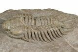 Crotalocephalus Trilobite - Jorf, Morocco #368601-3